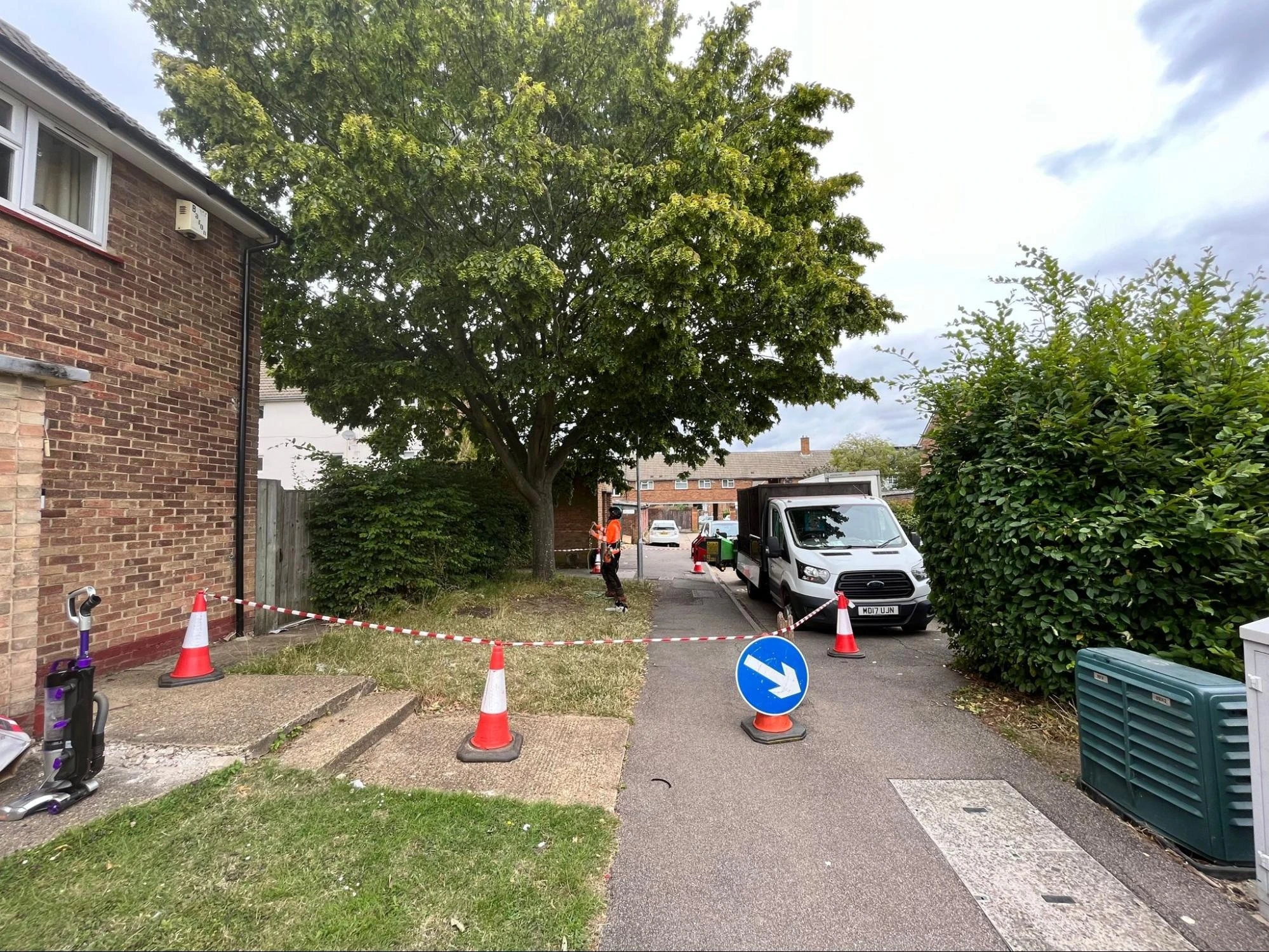 Tree Crown Reduction Wickford